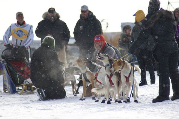 Bob Beiermann helps. Photo by Cat Urbigkit, Pinedale Online.