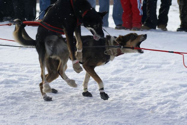 Excited dogs. Photo by Cat Urbigkit, Pinedale Online.