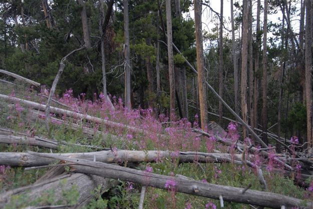 Fireweed. Photo by Arnold Brokling.