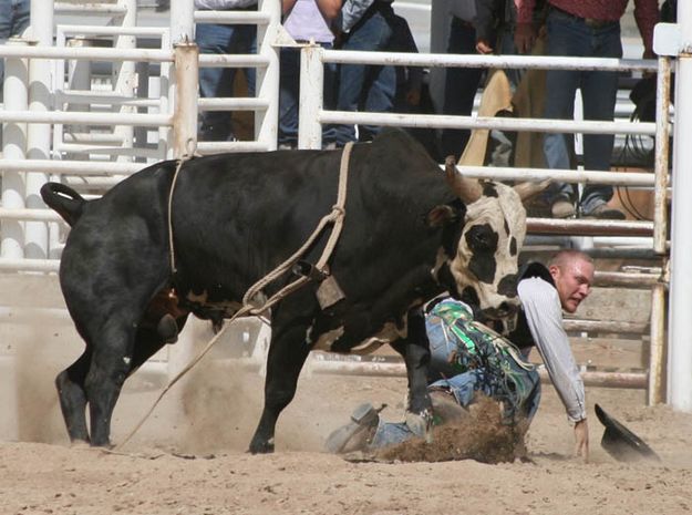 Almost Stepped On. Photo by Dawn Ballou, Pinedale Online.