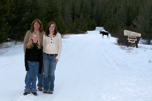 Bowden Moose. Photo by Pam McCulloch.