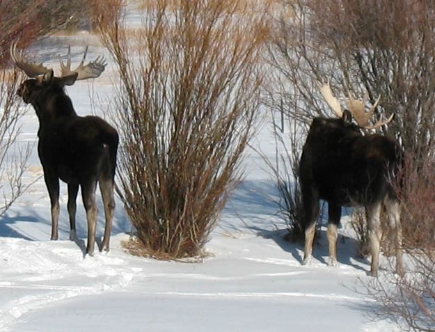 Two of Four. Photo by Terri and Joe Zuback.