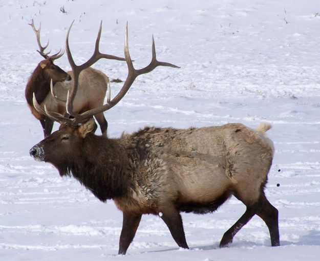 Impressive Rack. Photo by Ranae Lozier.