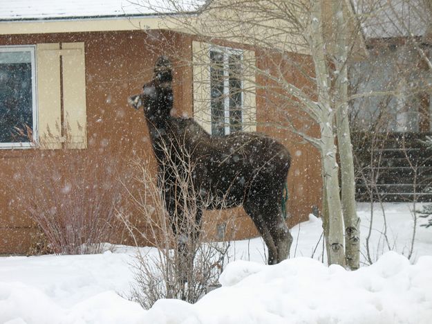 Moose eating the tree. Photo by Joe Zuback.