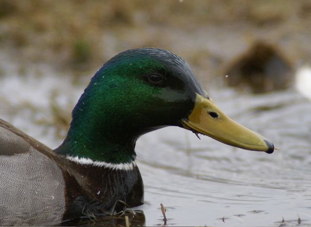 Mallard Drake. Photo by Cat Urbigkit.