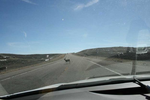 Deer Crossing. Photo by Dawn Ballou, Pinedale Online.