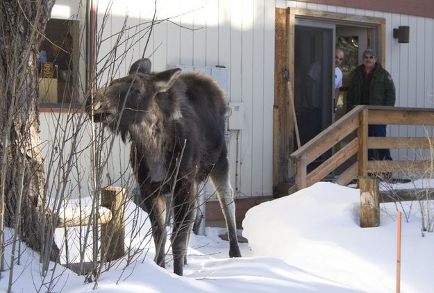 Safety around Moose. Photo by Mark Gocke-WGFD.