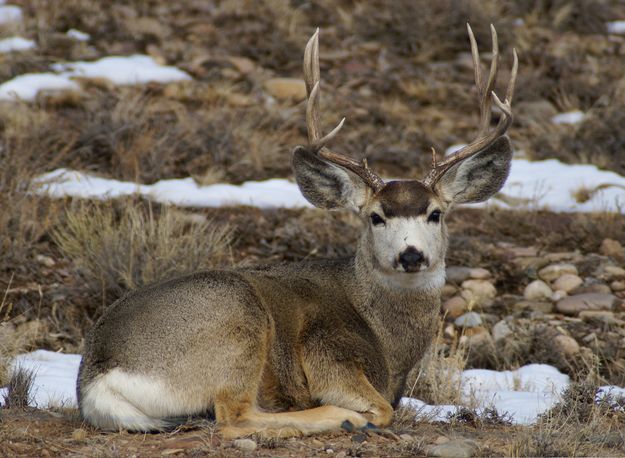 Muley. Photo by Cat Urbigkit.