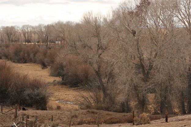 Eating tree bark. Photo by Dawn Ballou, Pinedale Online.