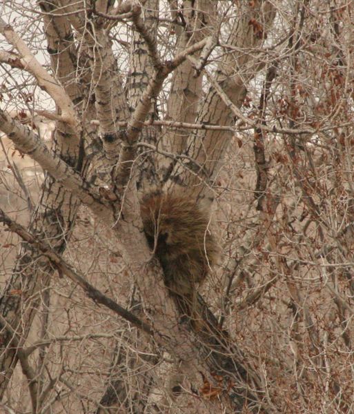 Furry but not soft. Photo by Dawn Ballou, Pinedale Online.