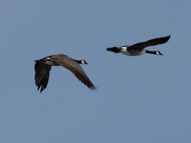 Geese in flight. Photo by Cat Urbigkit.