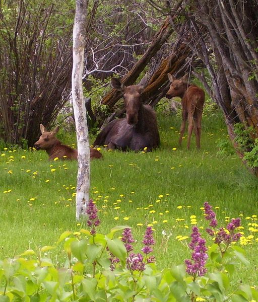 Moose Family. Photo by Bettina Sparrowe.