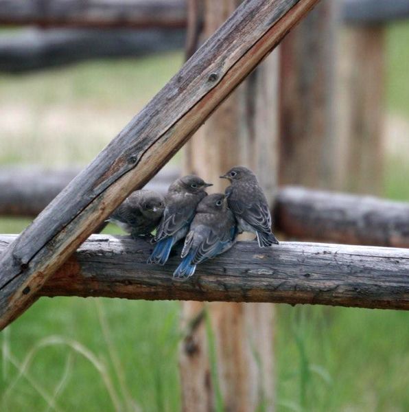 Looking out for each other. Photo by Mindi Crabb.