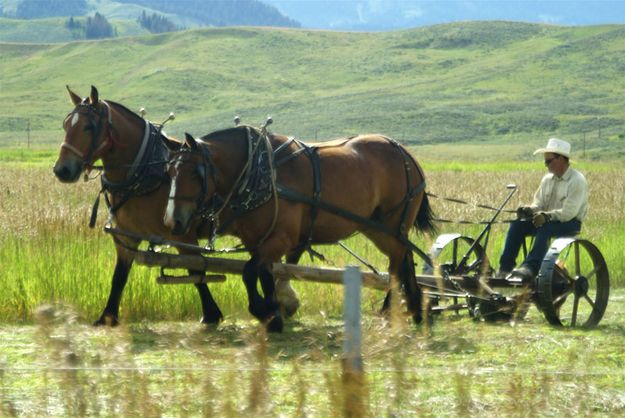 Haying with Horses. Photo by Barbara Ellwood.