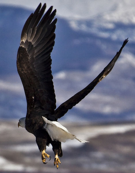 Bald Eagle. Photo by Dave Bell.