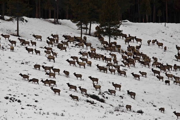 Riling Draw Elk Herd. Photo by Dave Bell.