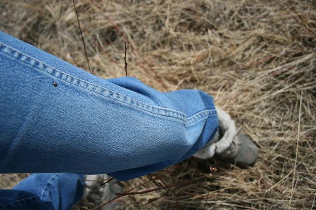 Unwanted Hitchhiker. Photo by Dawn Ballou, Pinedale Online.