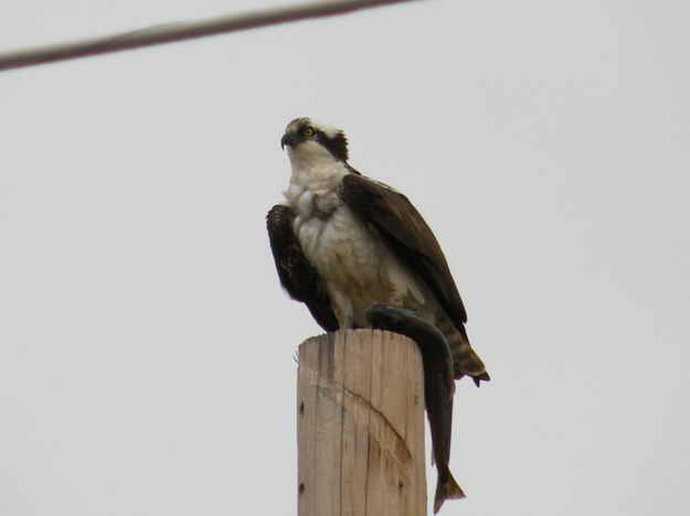 Osprey. Photo by Marcela and Tobe J. Vigil .