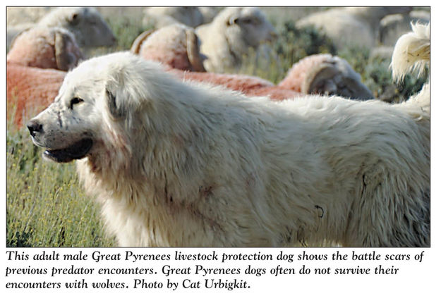 Great Pyrenees. Photo by Cat Urbigkit.