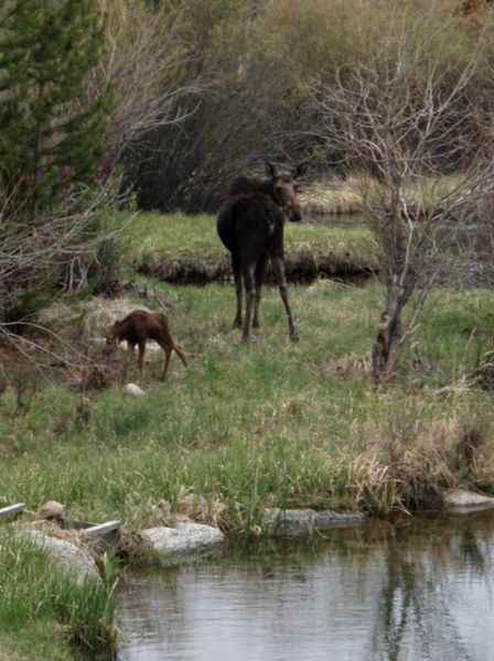 Cow and Calf. Photo by Buck Ortega.