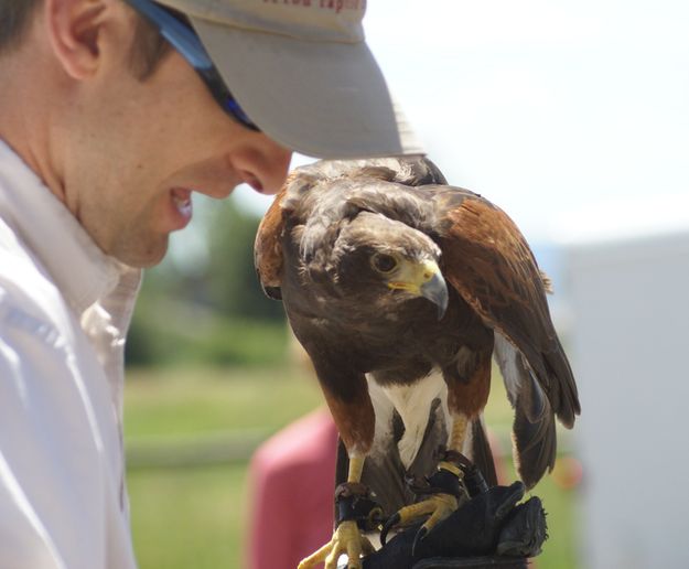 Harris's hawk. Photo by Cat Urbigkit, Pinedale Online.