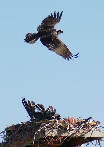 Flat bird. Photo by Cat Urbigkit, Pinedale Online.