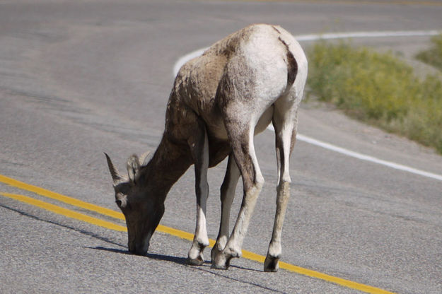 Ram on the road. Photo by Paul Ellwood.