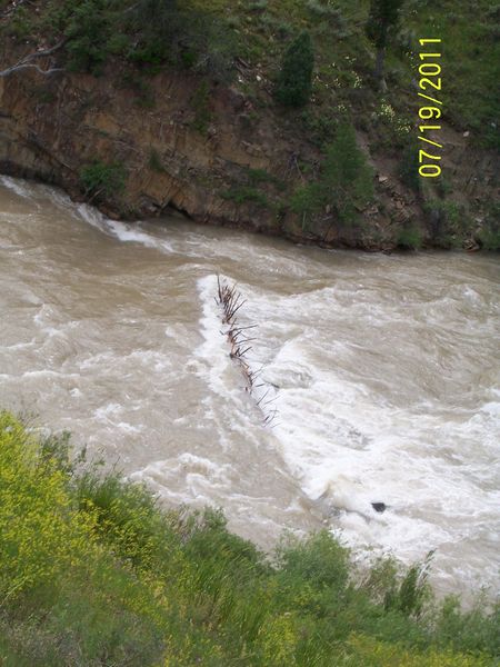 Tree in the river. Photo by Bridger-Teton National Forest.