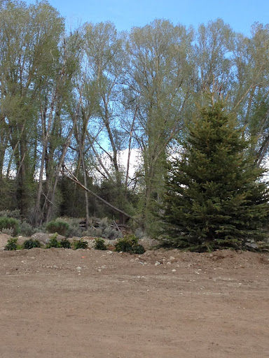 Trees and shrubs. Photo by Ana Cuprill .