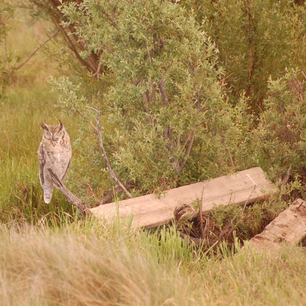 Owl. Photo by Tara Barnes.