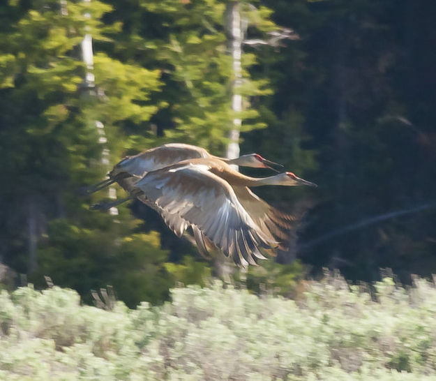 Sandhill Cranes. Photo by Dave Bell.