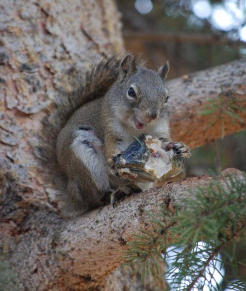 Smiling Squirrel. Photo by Phyllis McCullough.