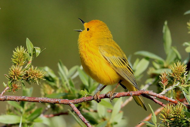 Yellow Warbler. Photo by Fred Pflughoft .