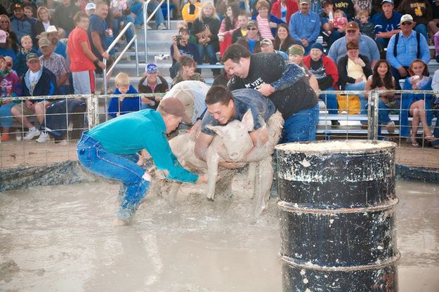 Hog Wrestling. Photo by Tara Bolgiano, Blushing Crow Photography.