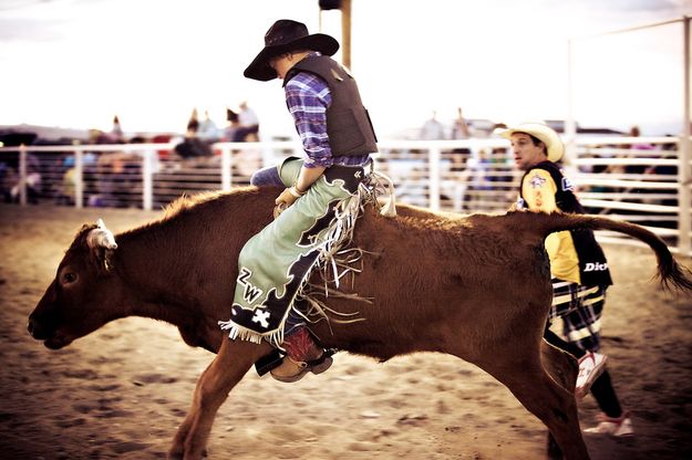 Calf riding. Photo by Tara Bolgiano, Blushing Crow Photography.