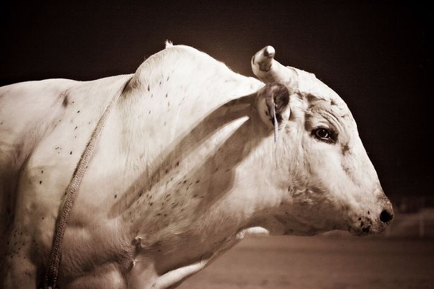 Up close. Photo by Tara Bolgiano, Blushing Crow Photography.