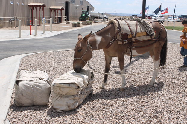 Eating the cargo. Photo by Dawn Ballou, Pinedale Online.