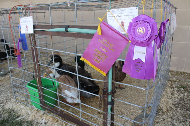 Grand Champion Duck. Photo by Dawn Ballou Pinedale Online.