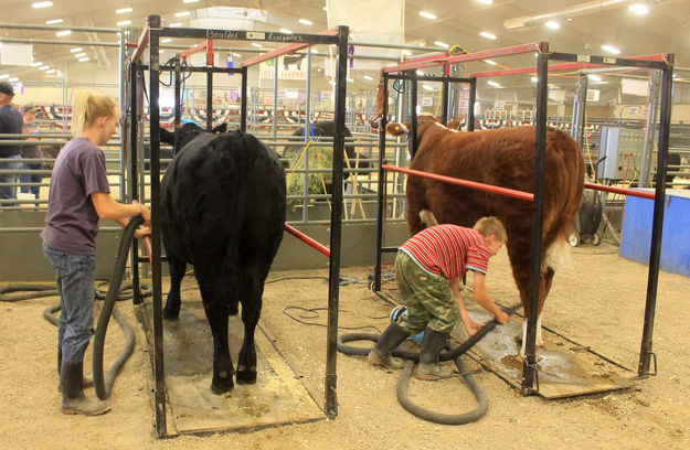 Blow Dry. Photo by Dawn Ballou, Pinedale Online.