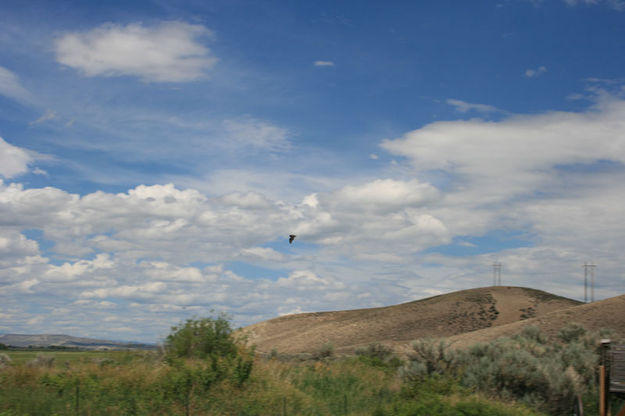 Flying away. Photo by Dawn Ballou, Pinedale Online.