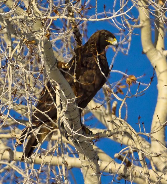 Golden Eagle. Photo by Dave Bell.