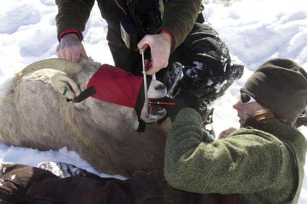 Collecting sample. Photo by Mark Gocke, Wyoming Game & Fish.