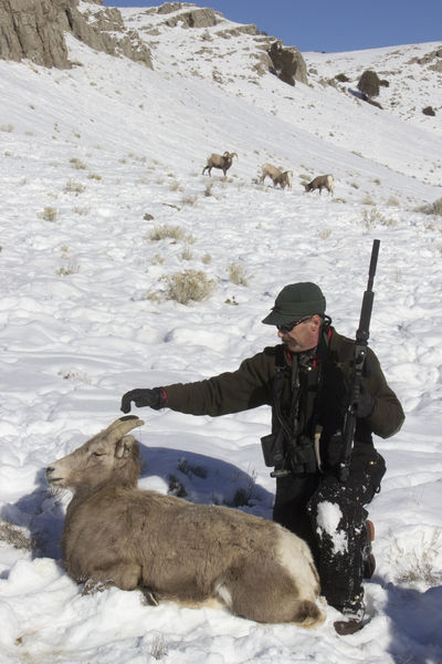 Coming out of it. Photo by Mark Gocke, Wyoming Game & Fish.