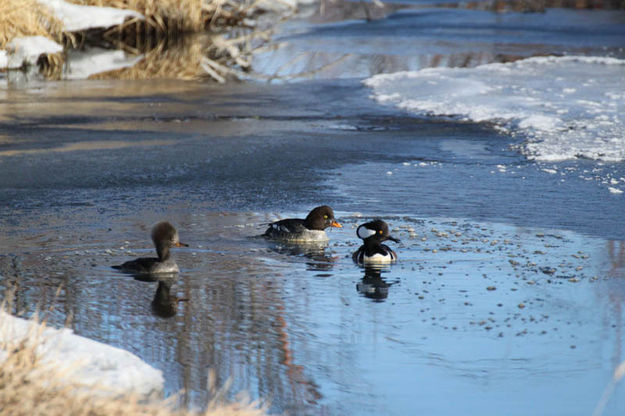 Nice swim. Photo by Pinedale Online.