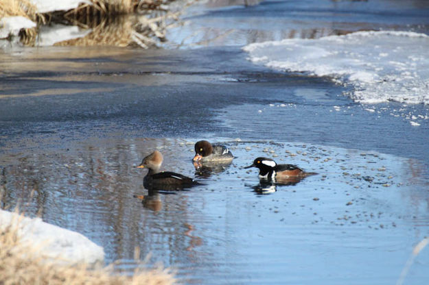 Swimming. Photo by Pinedale Online.