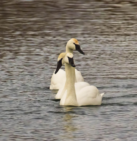 Swans in a row. Photo by Dave Bell.