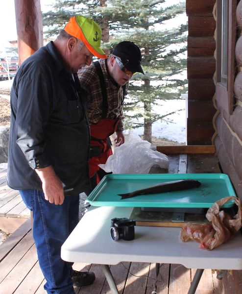 Weighing in. Photo by Dawn Ballou, Pinedale Online.