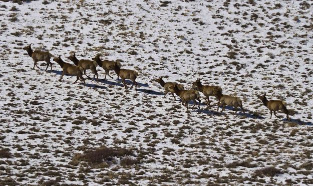 Elk on the move. Photo by Dave Bell.