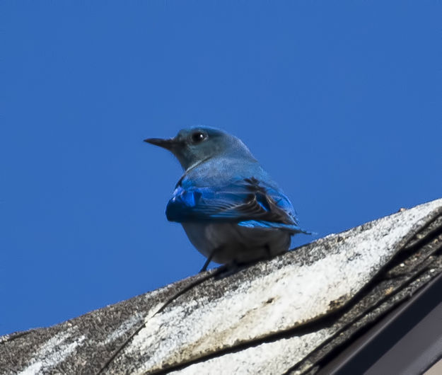 First 2013 bluebird. Photo by Dave Bell.