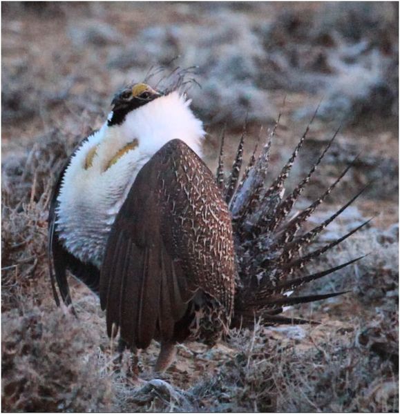 Sage Grouse. Photo by Jon Colson.